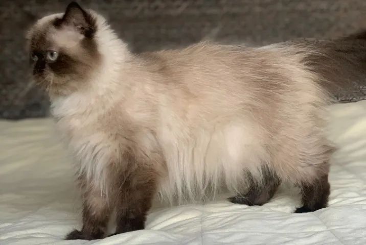 Show de Gata persa Adulta himalaio color point extremada Pelo longo 1 Ano E 4 Meses Linda. - Foto 4