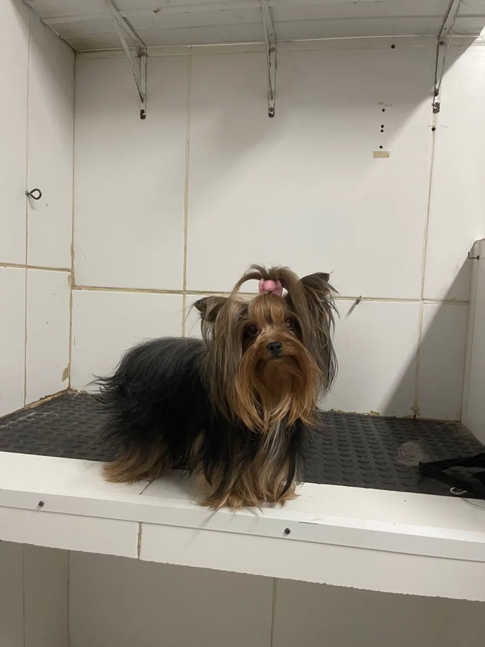 Yorkshire Terrier fêmea
