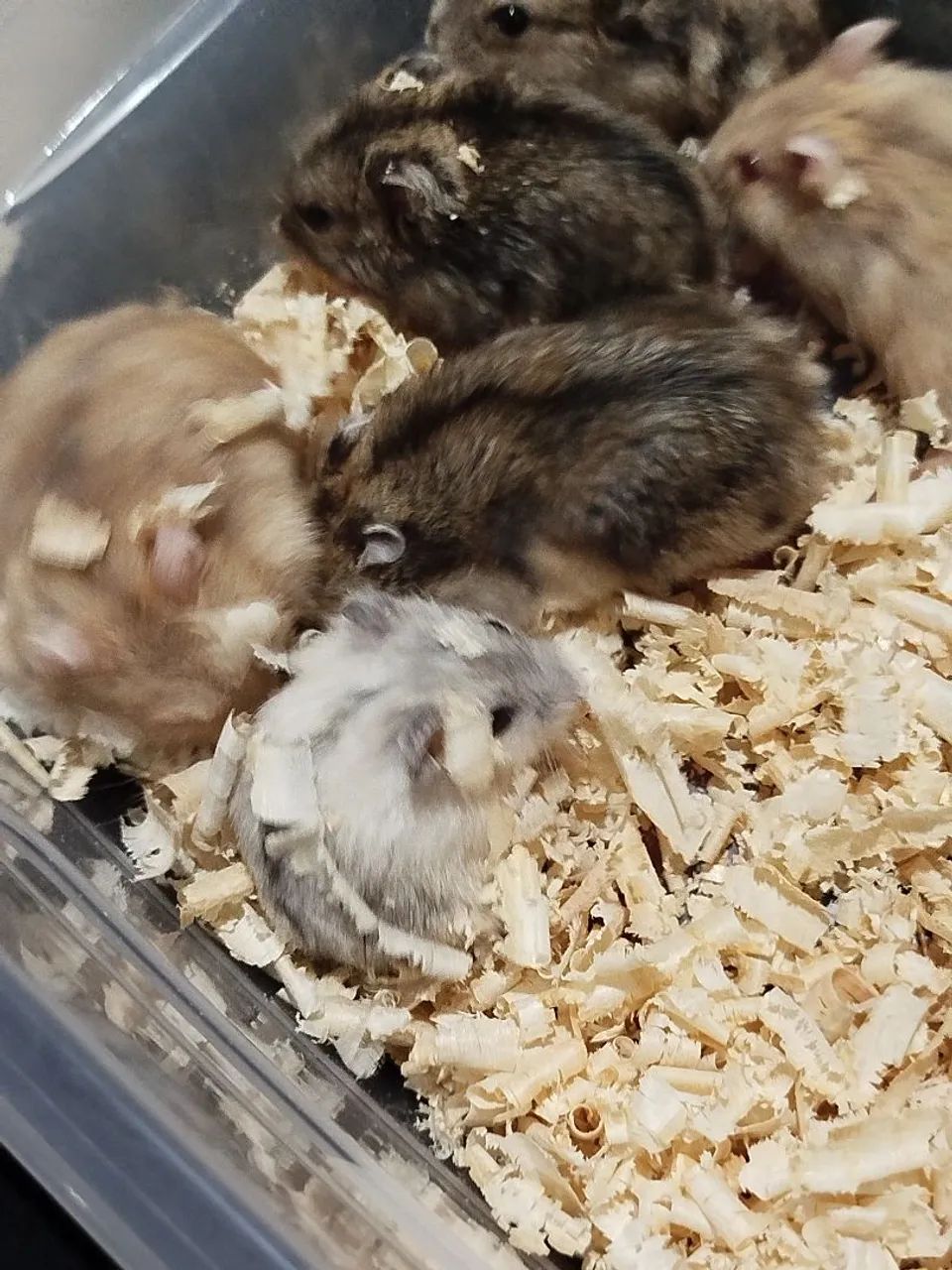 10 HAMSTER ANÃO RUSSO (REVENDA) - Foto 2