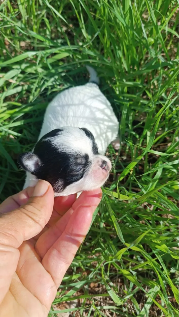 Chihuahua macho pelo longo
