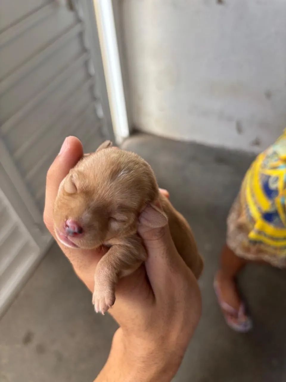 Filhote de cachorro pincher  - Foto 4
