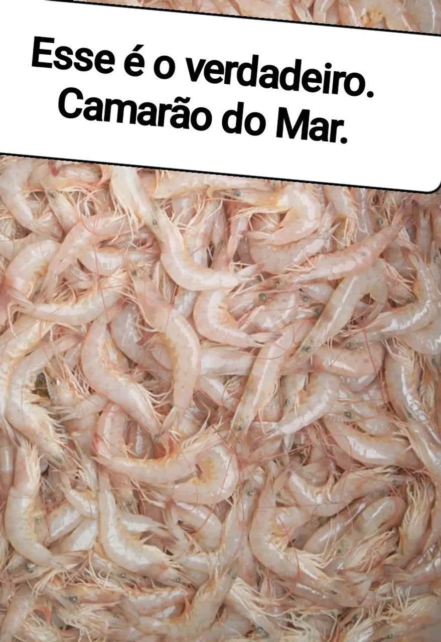 Camarão do Mar Fresco - Qualidade Premium