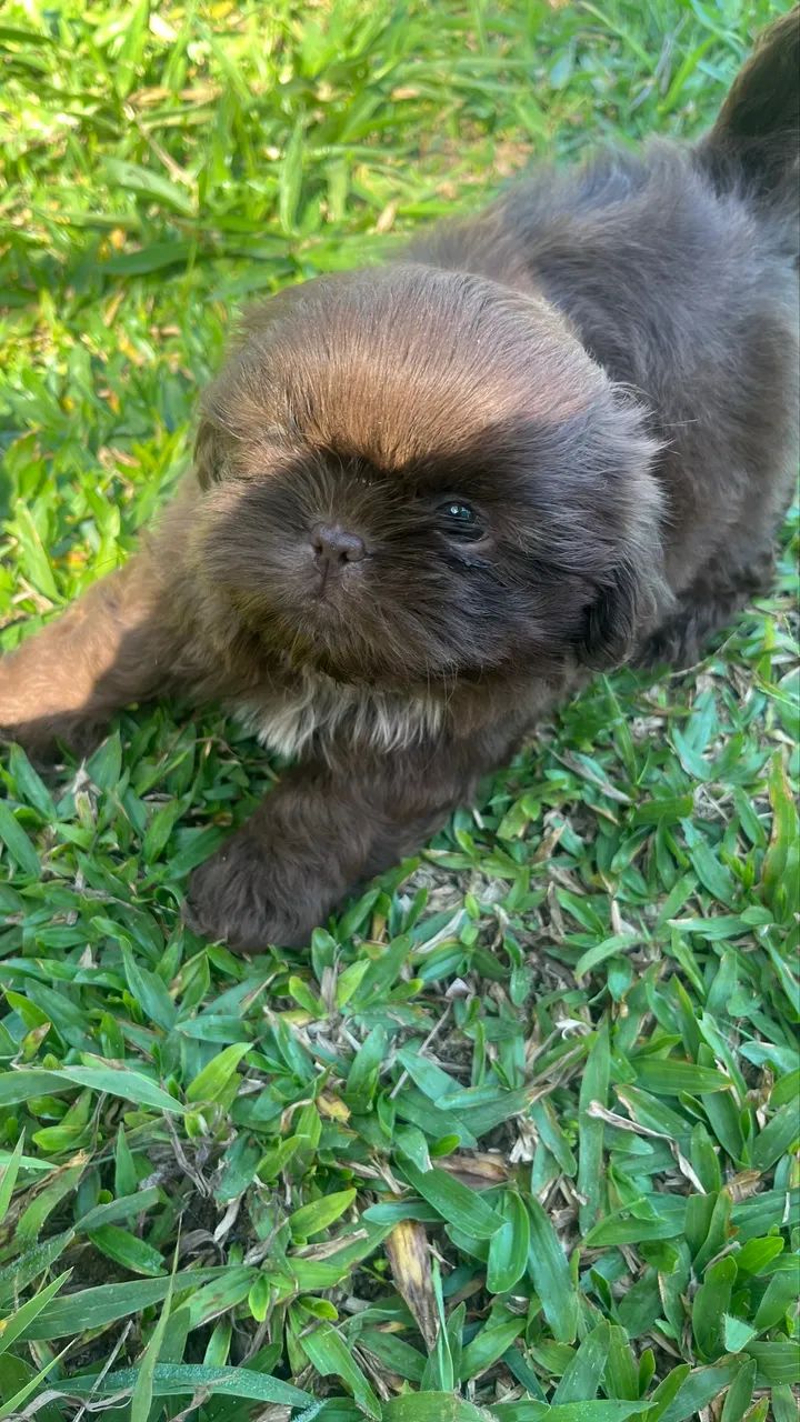 Shitzu  - Foto 4