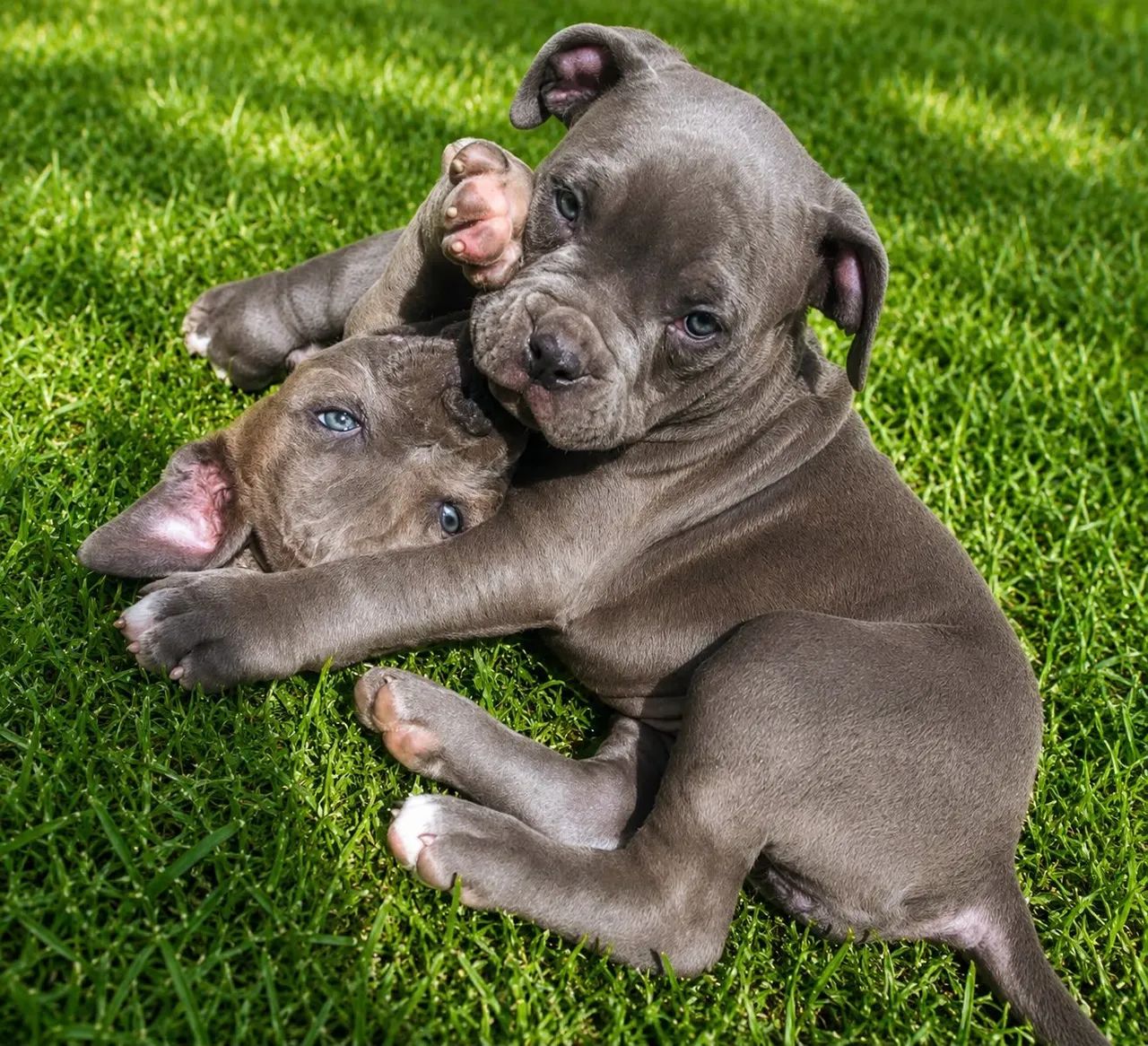 American bully - Foto 2