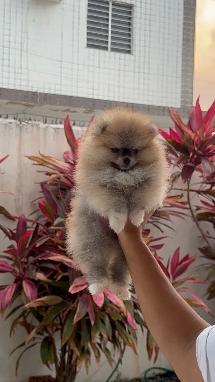 Spitz Alemão macho - Foto 5
