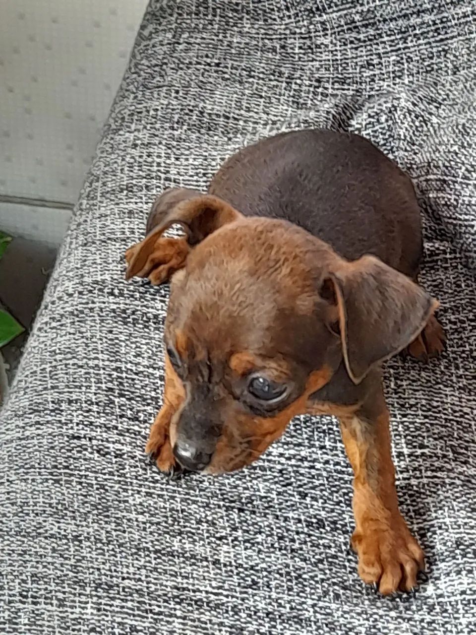 Filhotes Pinscher  - Foto 4