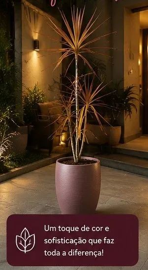 Planta dracena madagascar - Foto 3