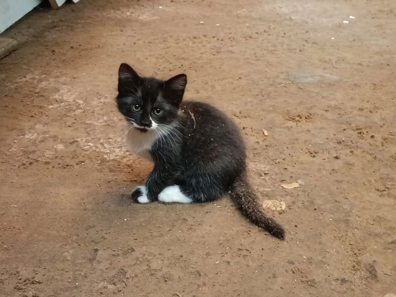 Gatos - Foto 5