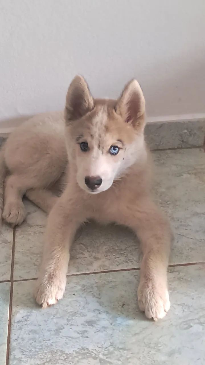 Fêmea de Husk siberiano  - Foto 3