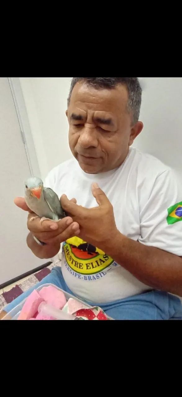 Pássaro  - Foto 2