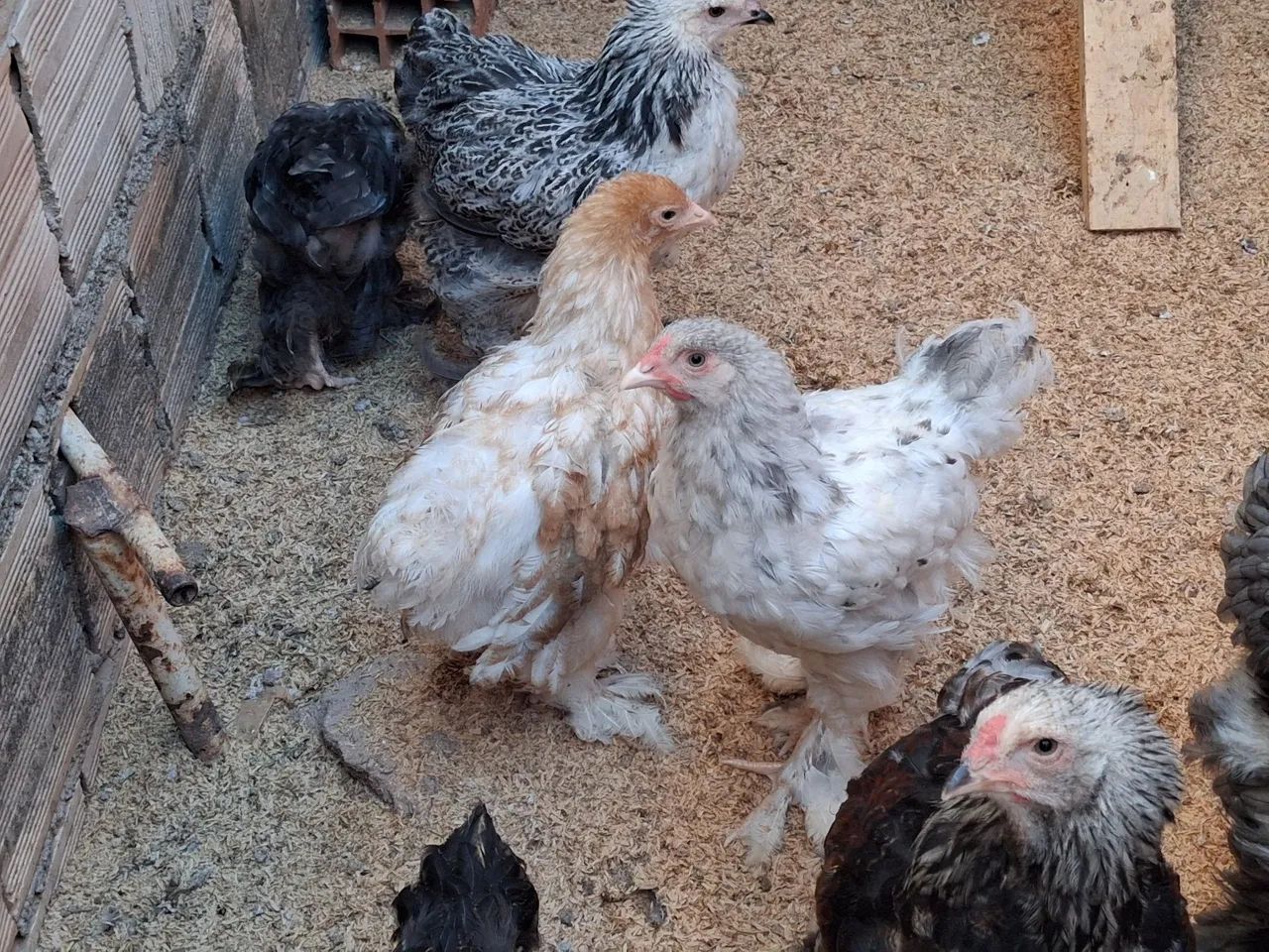 Galinhas brahma frangas e frangos - Foto 4