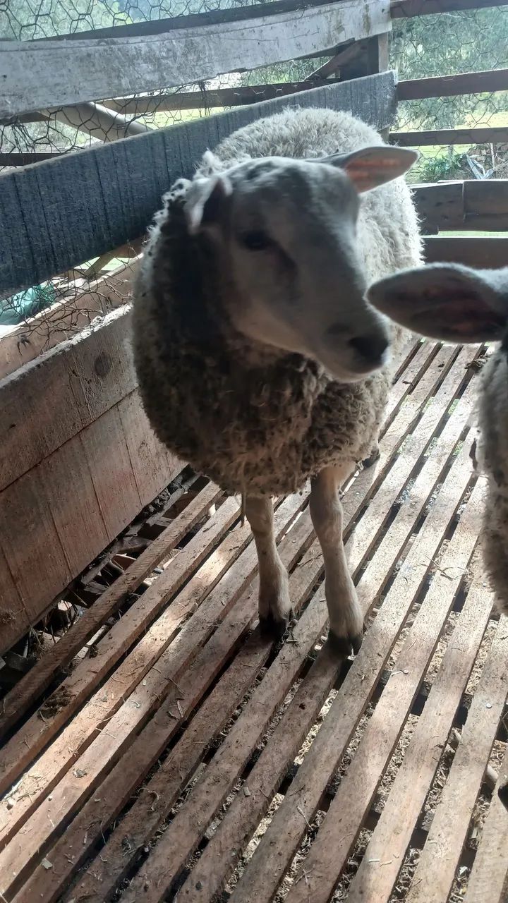 Borrego texel - Foto 3