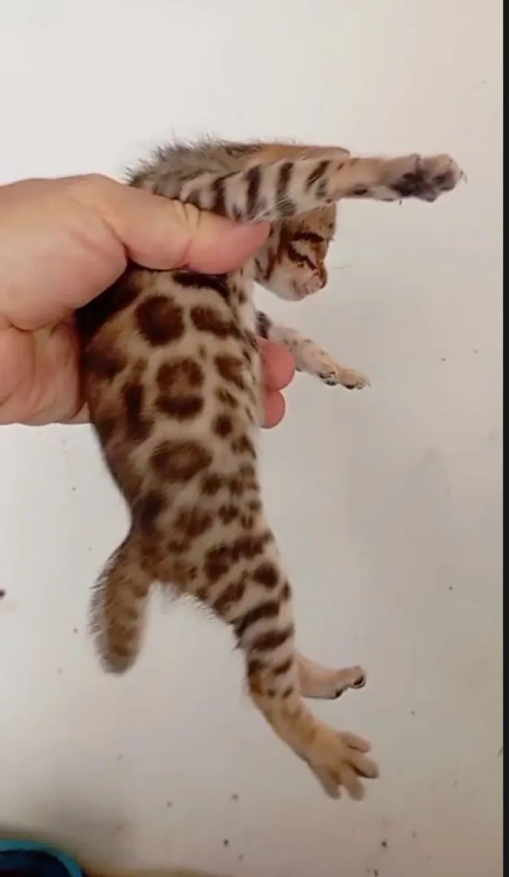 Gato Bengal  - Foto 3