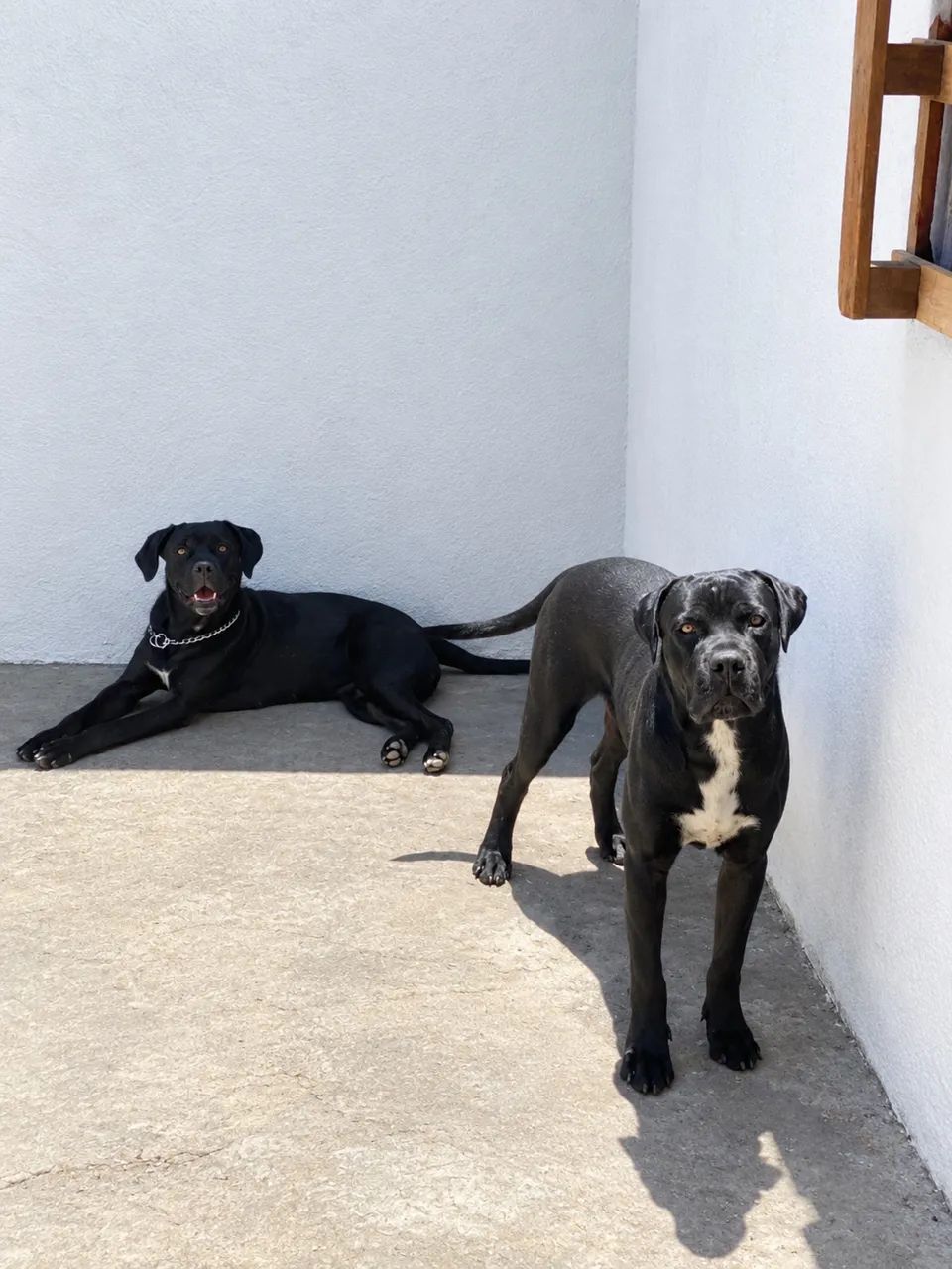 Venda de casal de Cane Corso