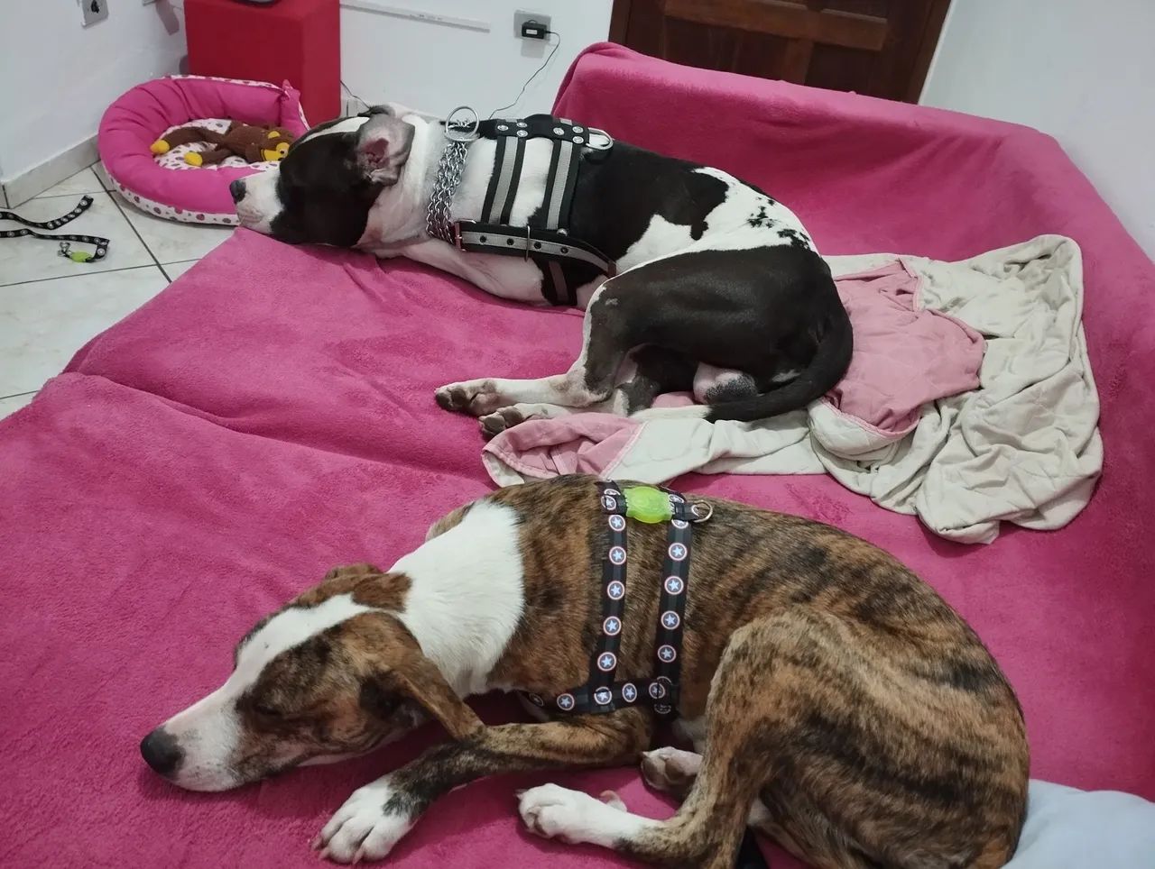 Doação - Pit bull dócil 6 anos - Foto 3