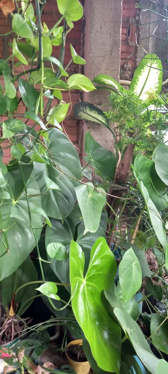 Vendo plantas diversas. - Foto 4