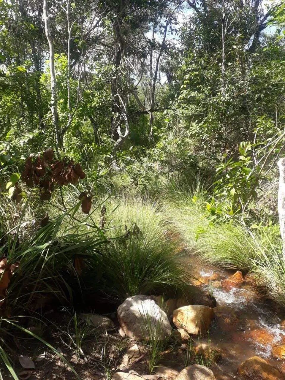 VENDE-SE FAZENDA COM 120 ALQUEIRES - Foto 4