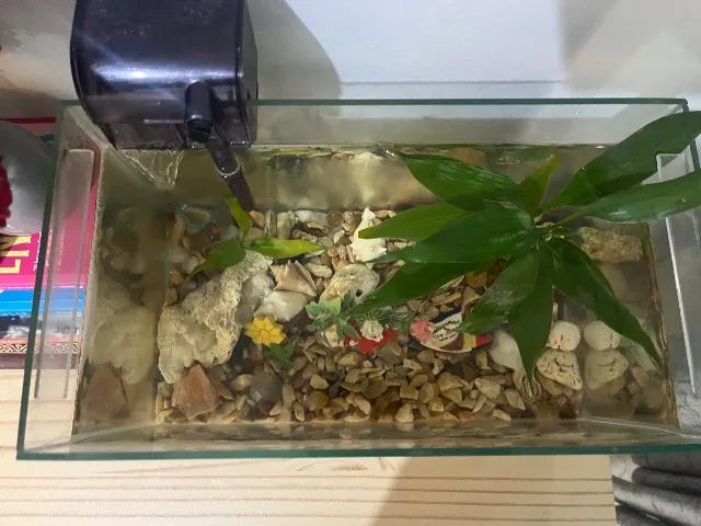 Aquário  - Foto 2