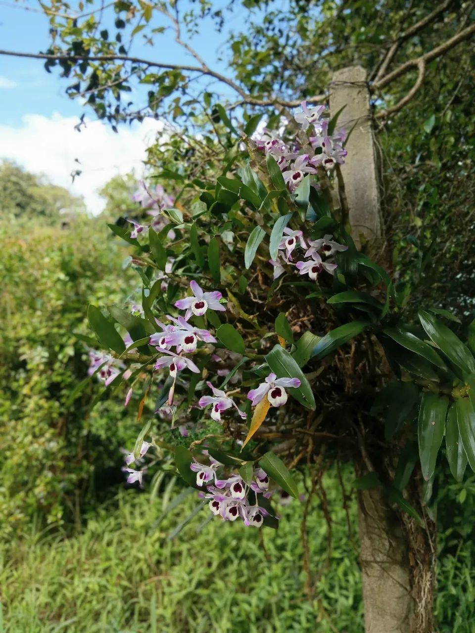 Orquídeas  - Foto 5