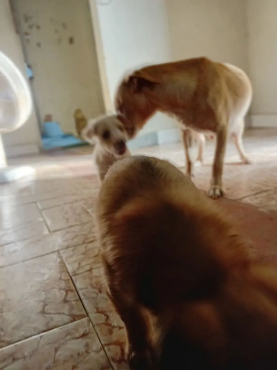 Filhote de cachorro  - Foto 4