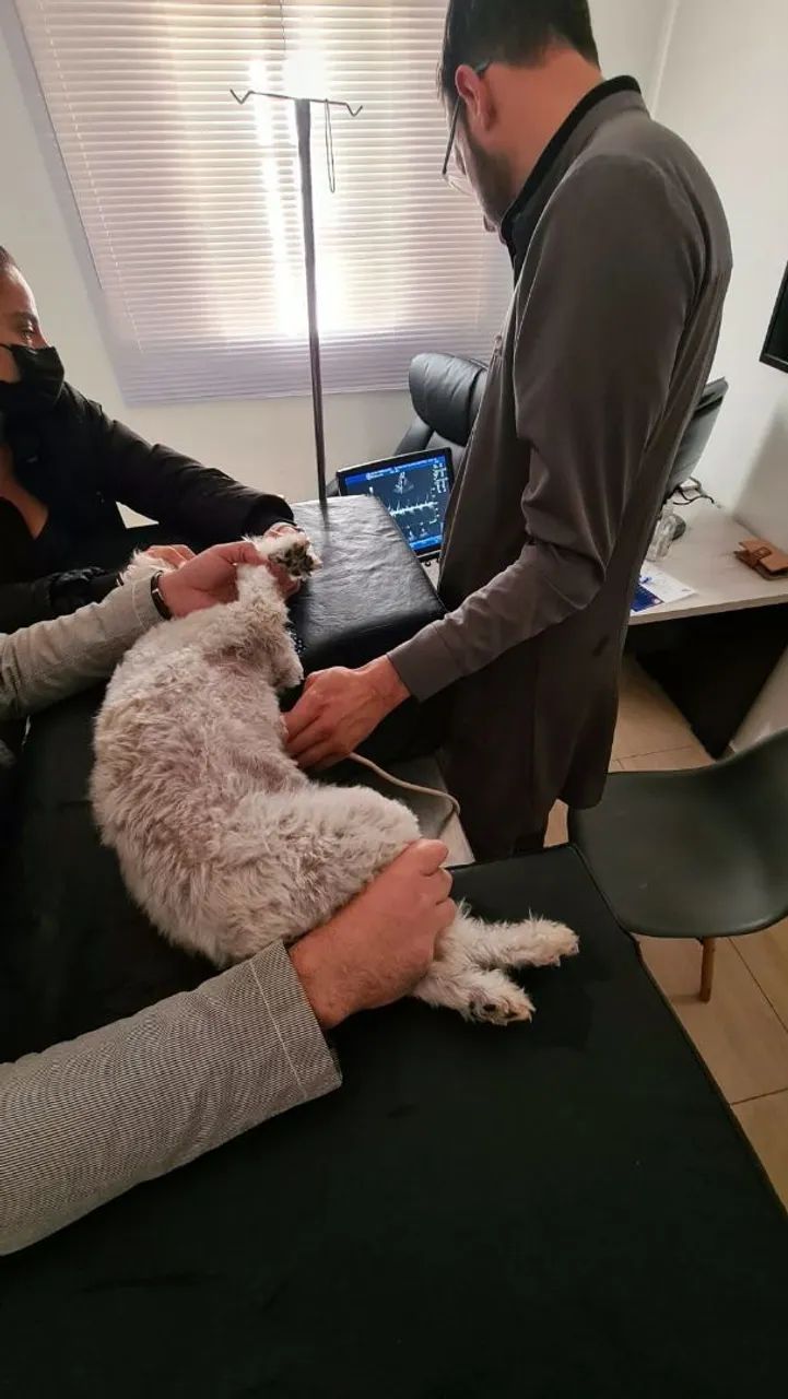 Atendimento veterinário de pequenos animais - Foto 5