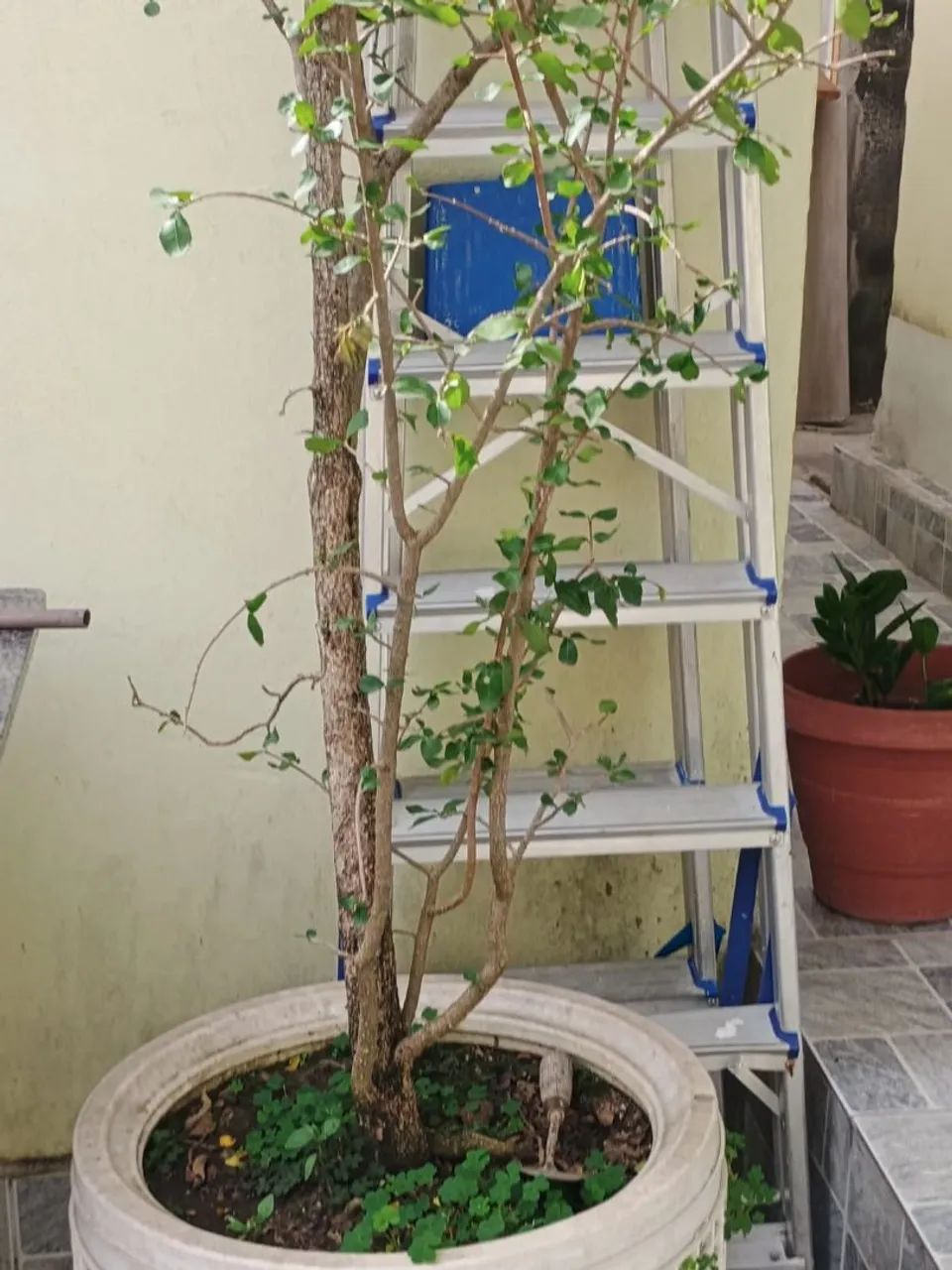 Pé de jabuticaba e de acerola - Foto 5