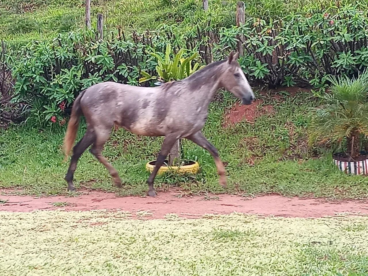 Potra - Foto 2