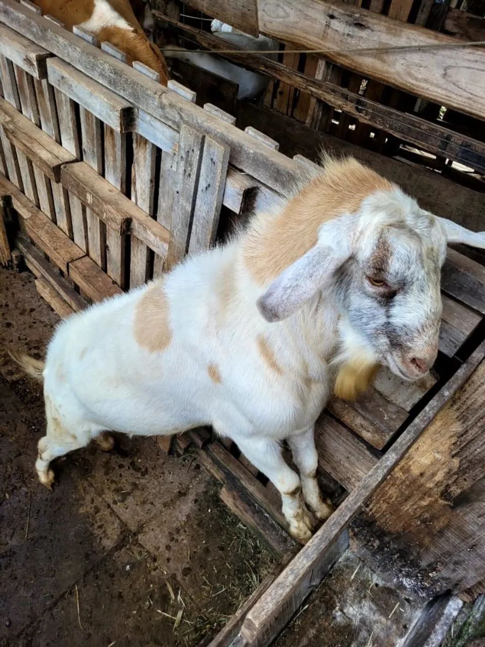 Bode anglo nubiano com saanen para reprodução 