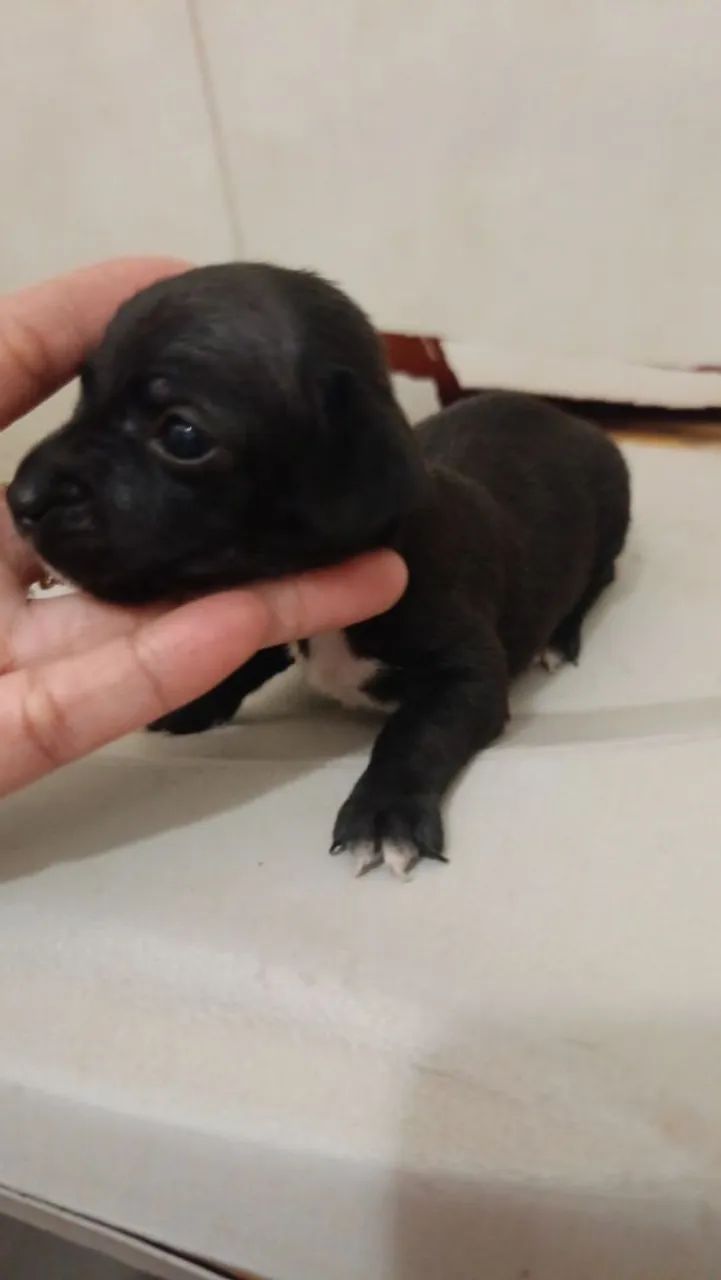 Vendo Pincher 1