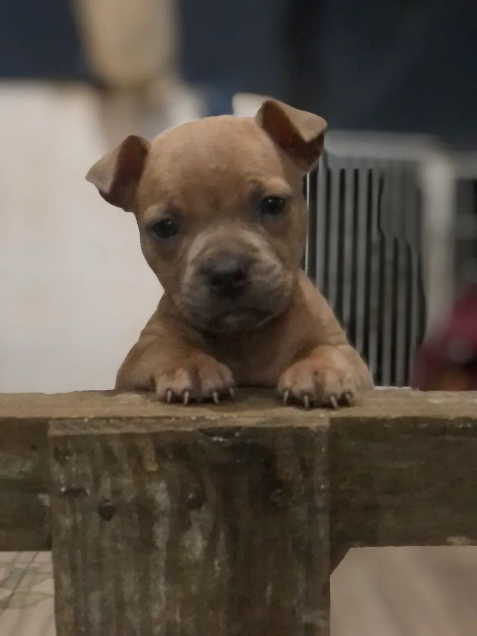 Vende-se Pit monster  - Foto 4