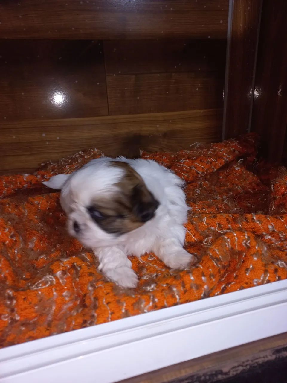 Shitzu  - Foto 3