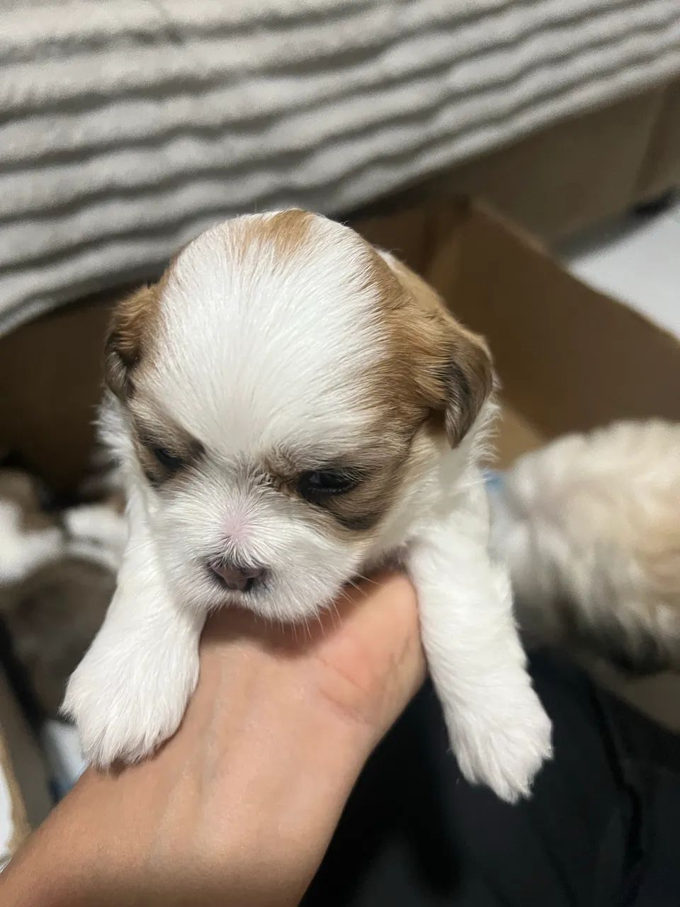 Lhasa apso  - Foto 4