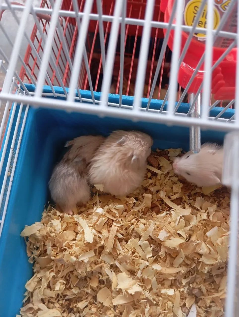 Hamster sírio  - Foto 3