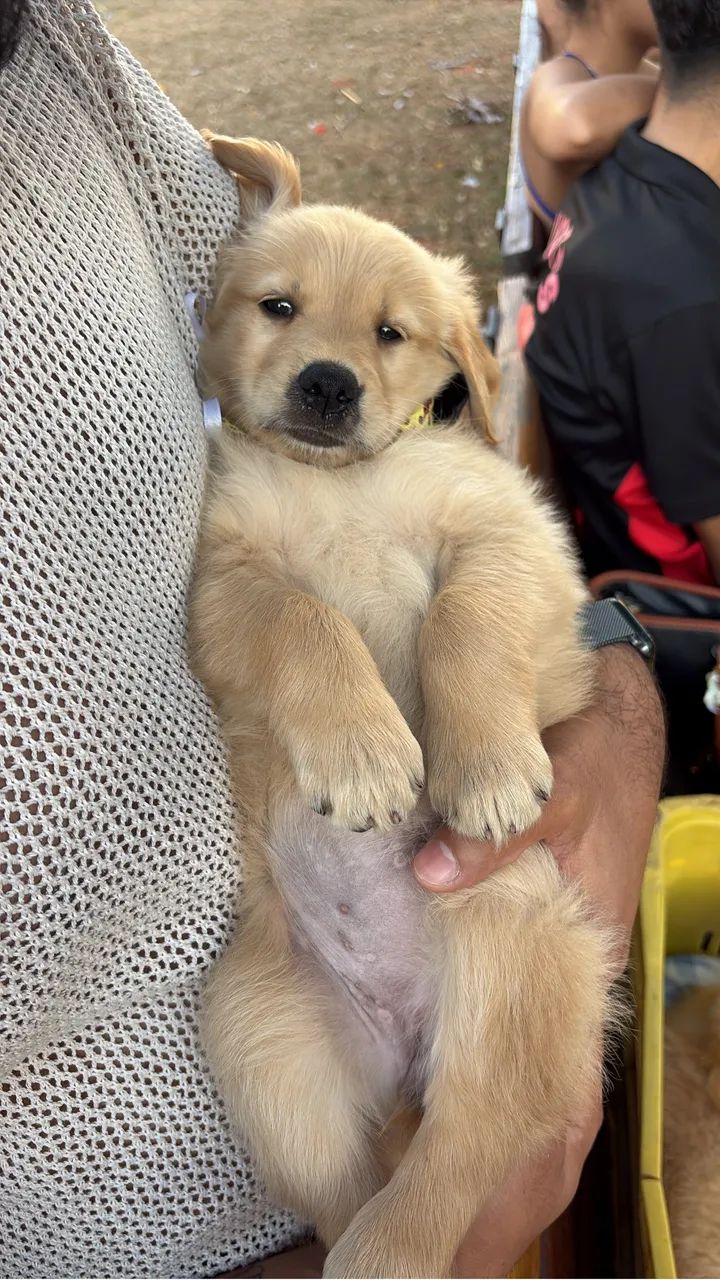 Golden retriever 