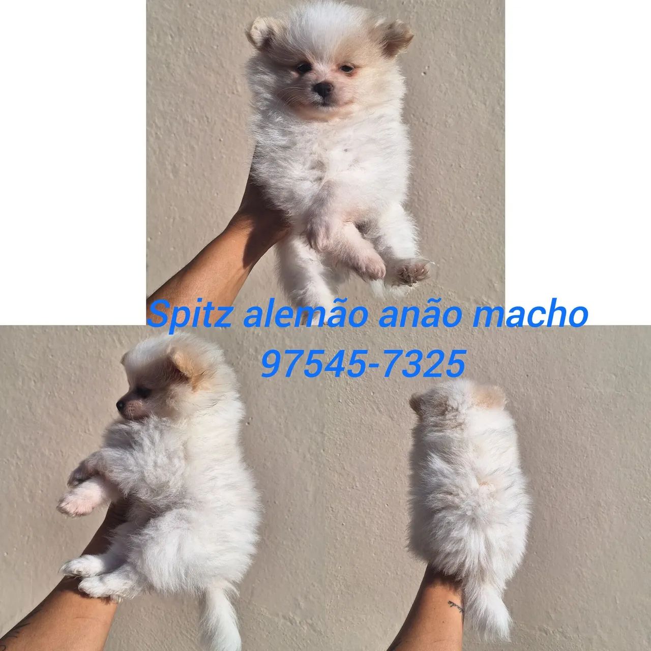 Spitz alemão mini macho - Foto 2