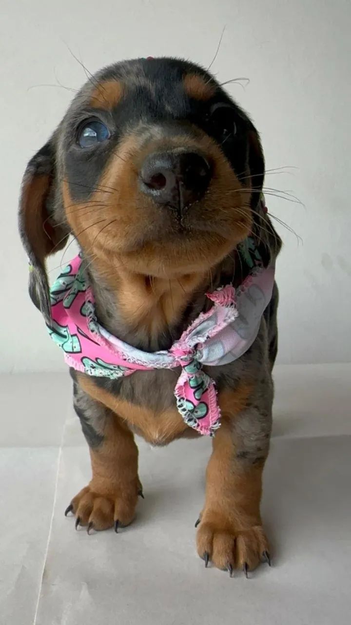Dachshund