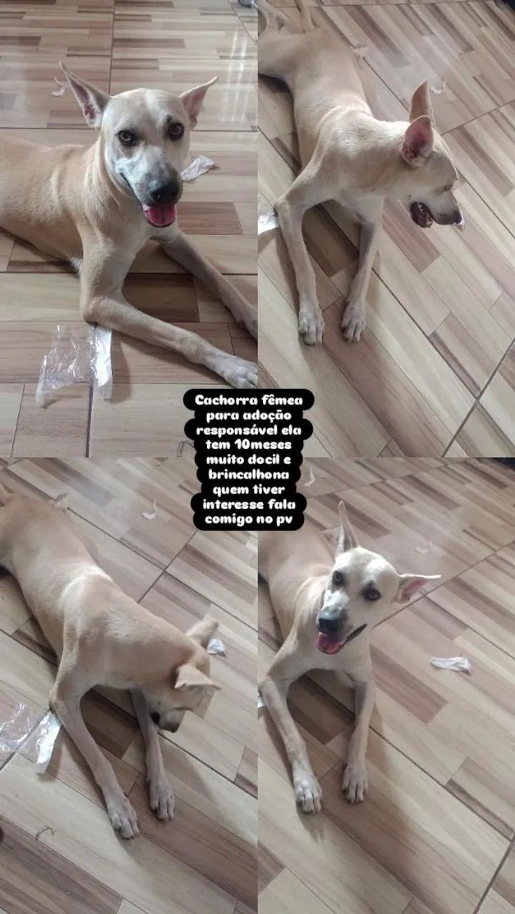 Doação 