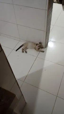 Gato para adoção 