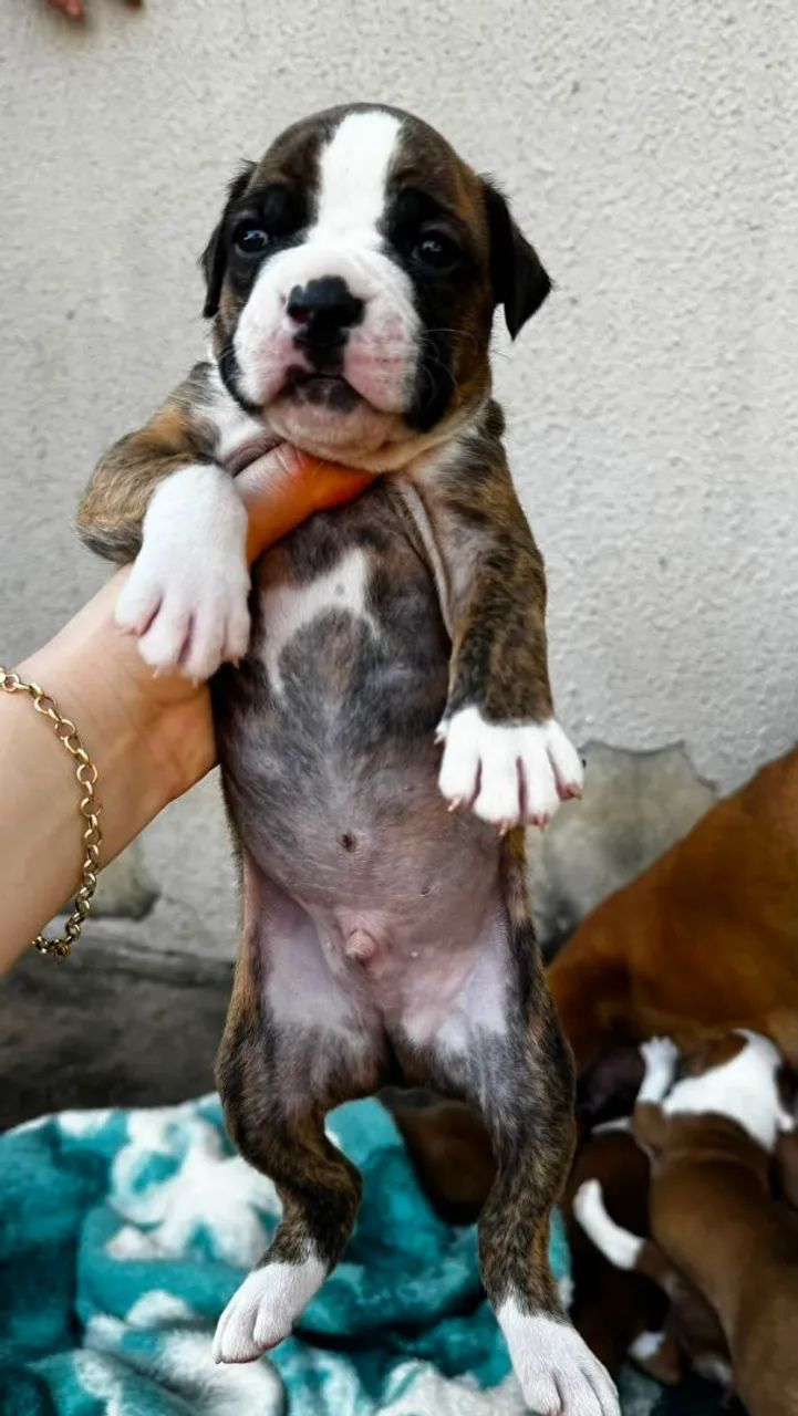Filhote Boxer e macho  - Foto 4