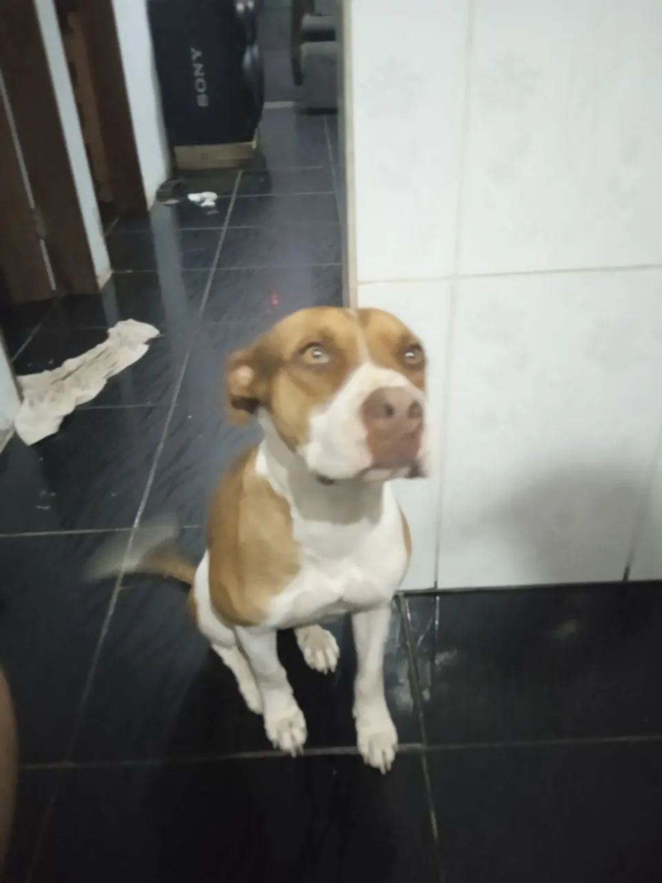 Doação responsável  - Foto 3