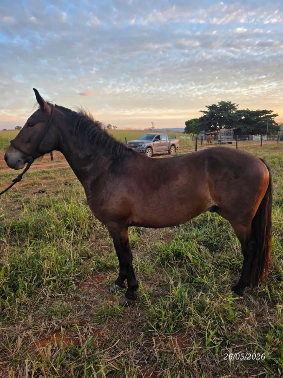 Cavalo MM Mangalarga de presença (Marcha batida, Bonito e Registrado)