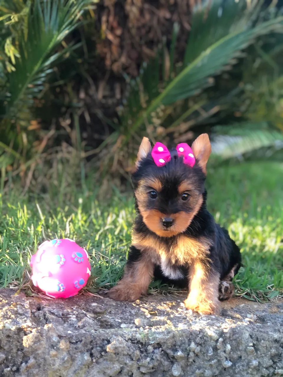 Yorkshire 