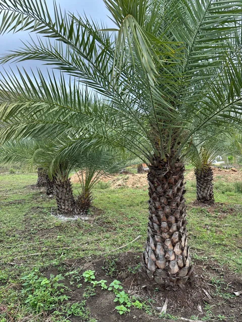 Tamareiras Medjool e Canárias 