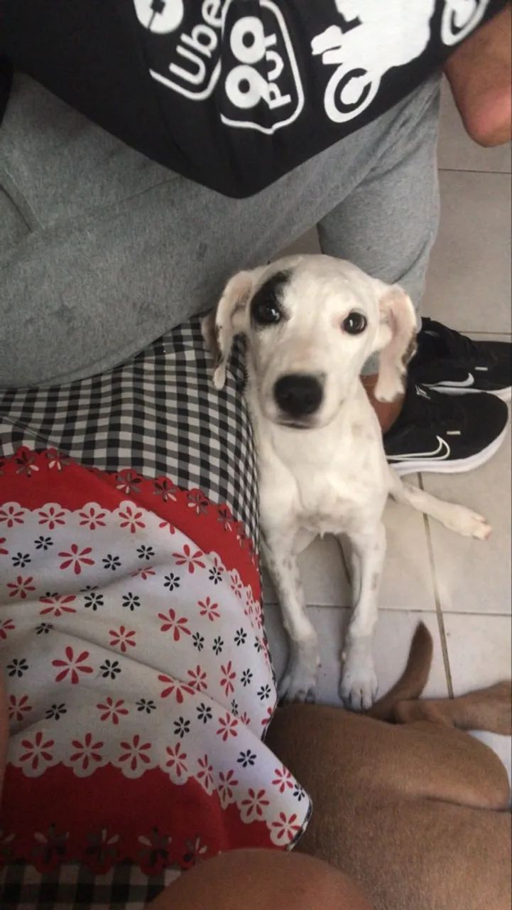 Doação de cachorra  - Foto 2