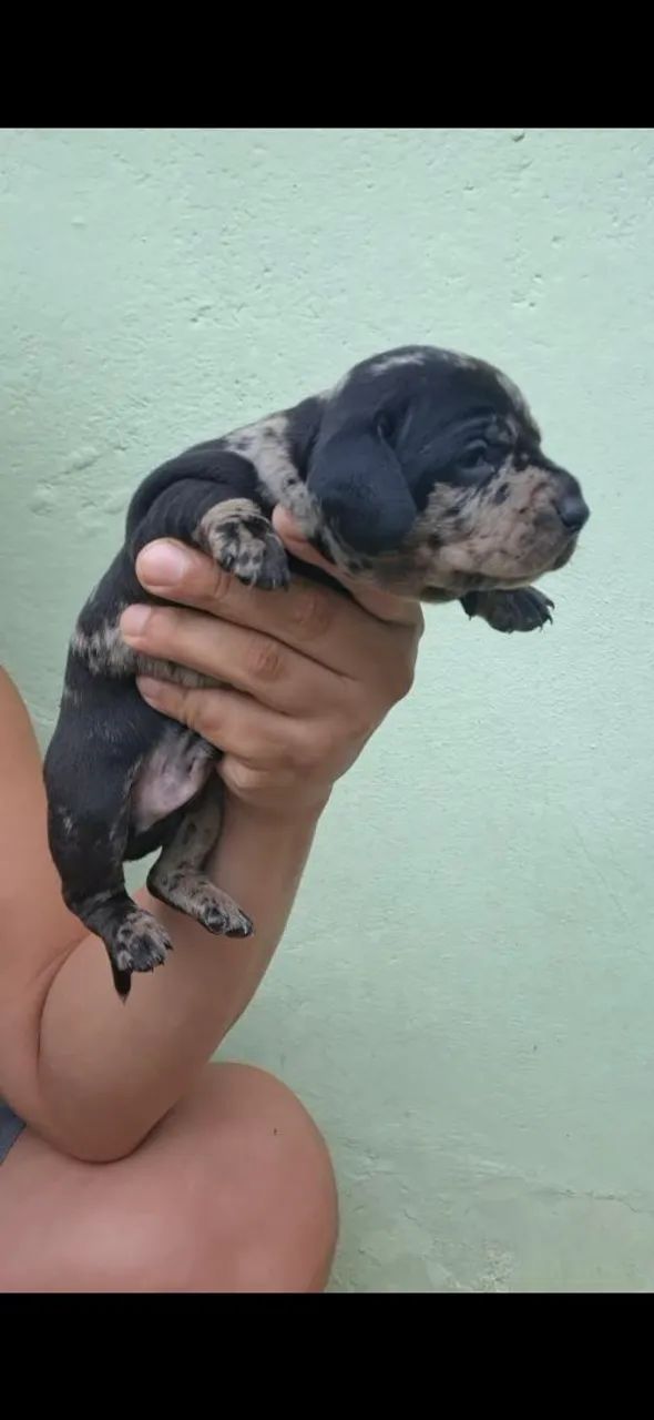 Filhotes de daschund  - Foto 5