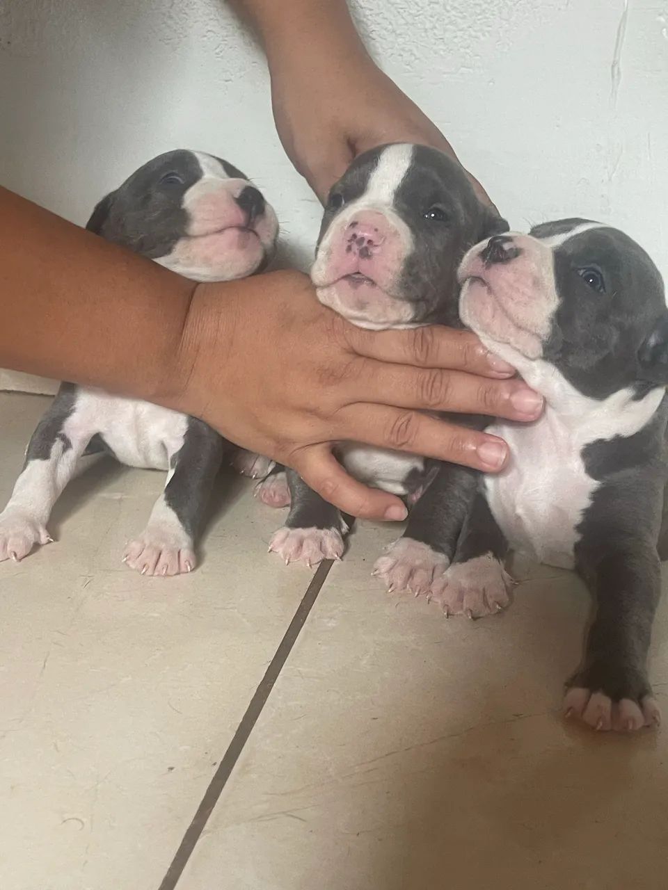 Filhotes de Pitbull monster  - Foto 5