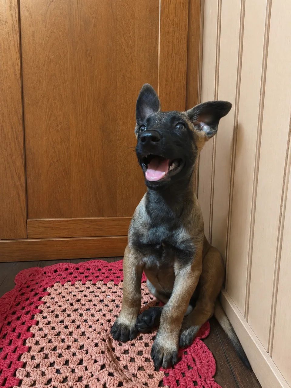Pastor Belga Malinois