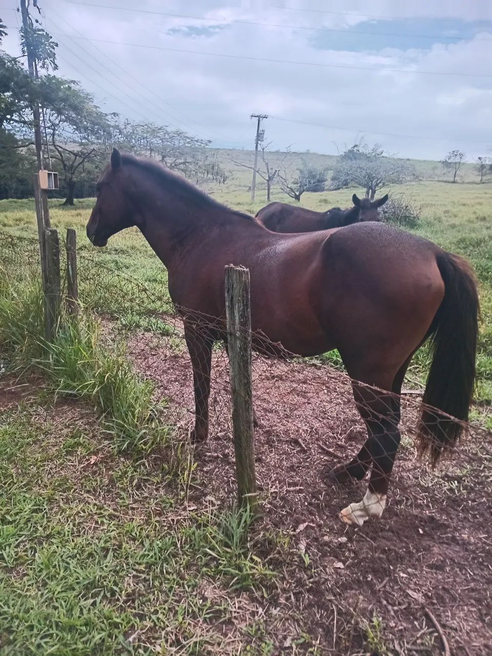 2 cavalo 3,000 - Foto 4