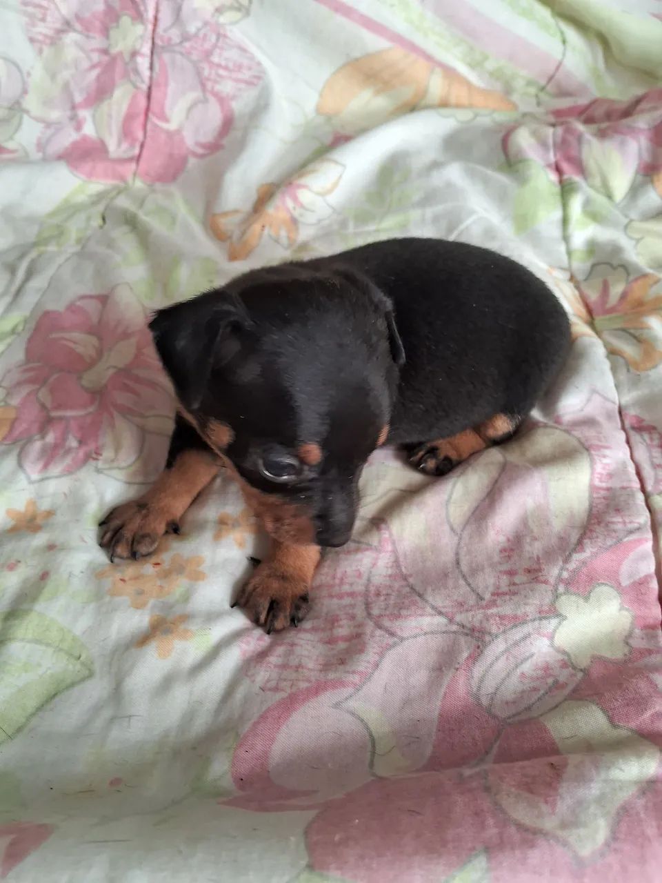 Animais de estimação  - Foto 2