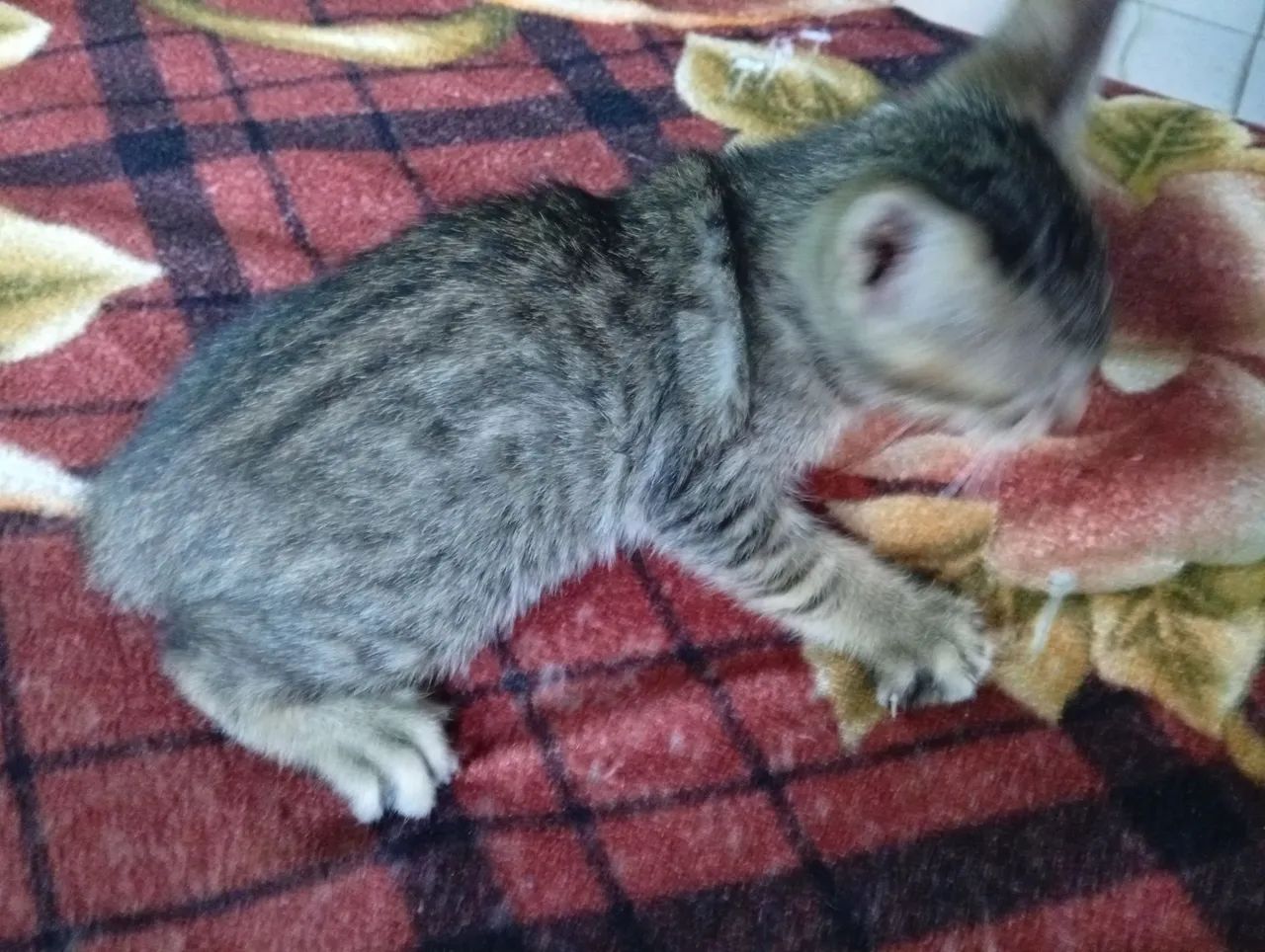 Filhote de gato 